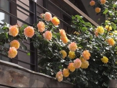 光谱月季
