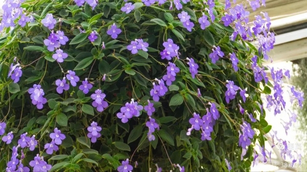 蔓长春花
