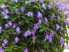 蔓长春花