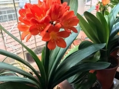 花叶君子兰