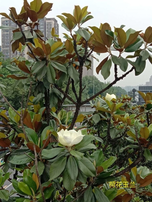荷花木兰、荷花玉兰、广玉兰