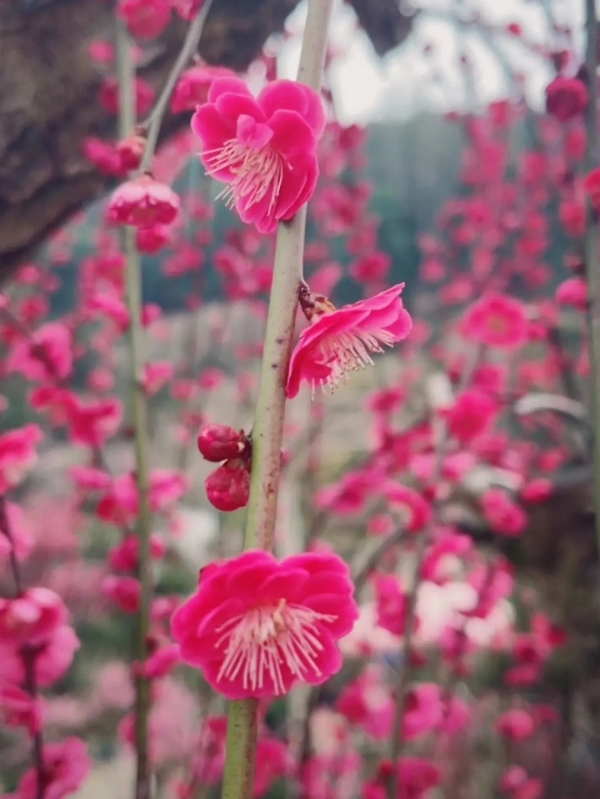 梅花