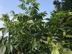 化香树