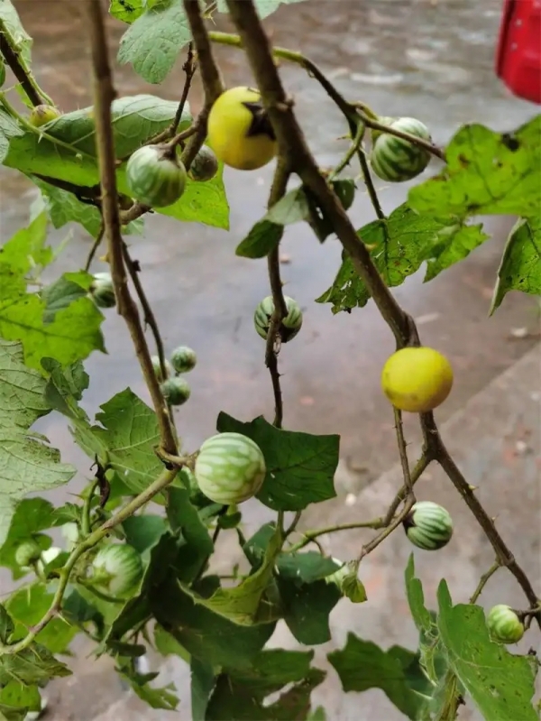 刺天茄、哈麻香、麻五答盖