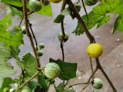 刺天茄