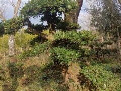中华文木