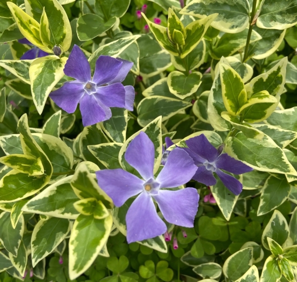 花叶蔓长春花