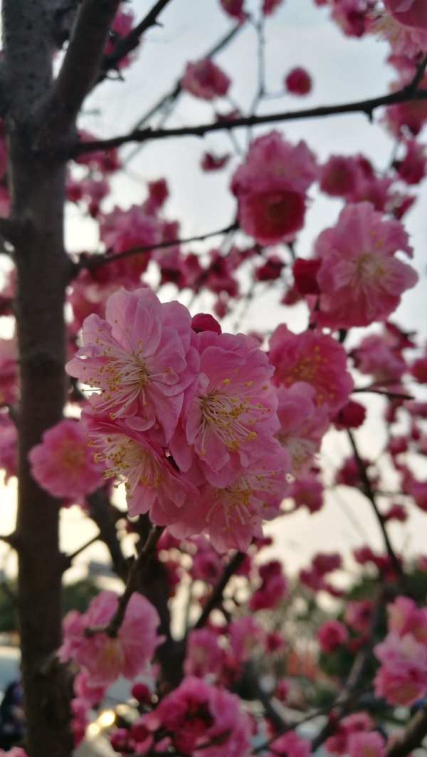 红梅