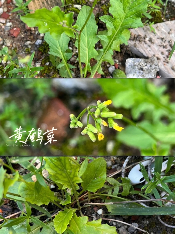黄鹌菜