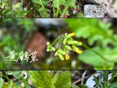 黄鹌菜