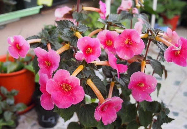 长筒花