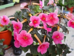 长筒花