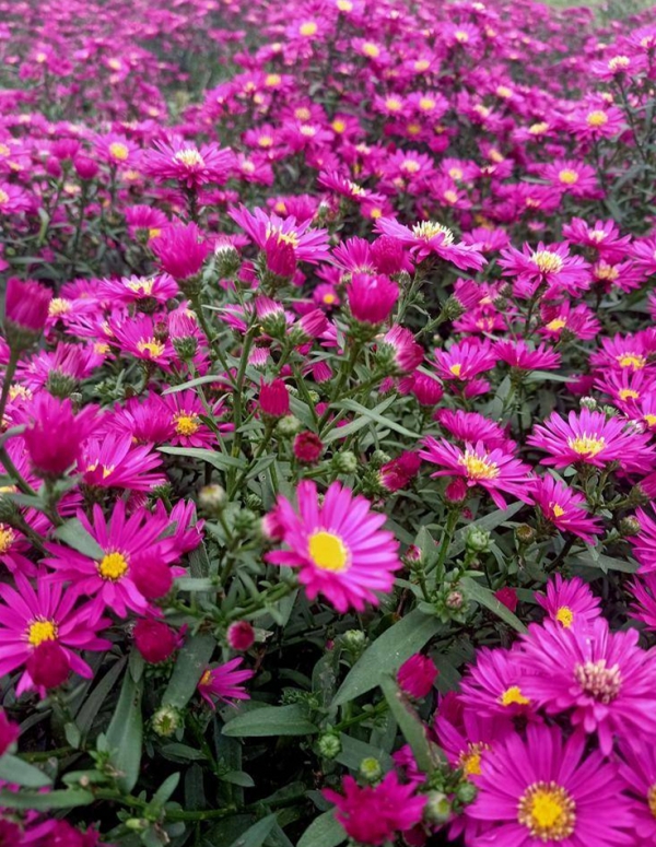 荷兰菊