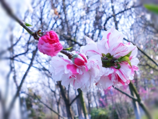 撒金碧桃
