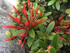 红鳞蒲桃