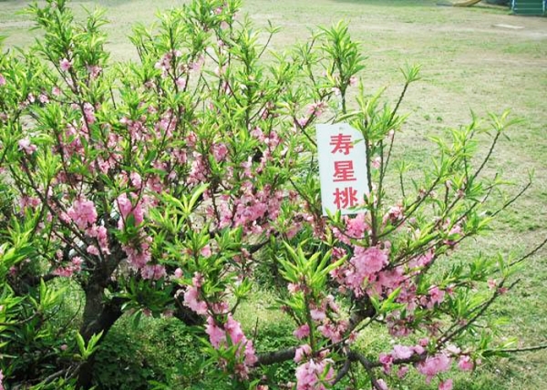 寿星桃