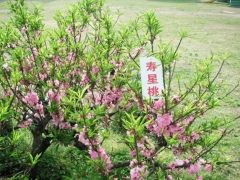 寿星桃