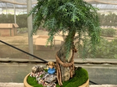 澳洲杉