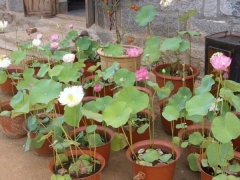 盆养荷花的栽植要点
