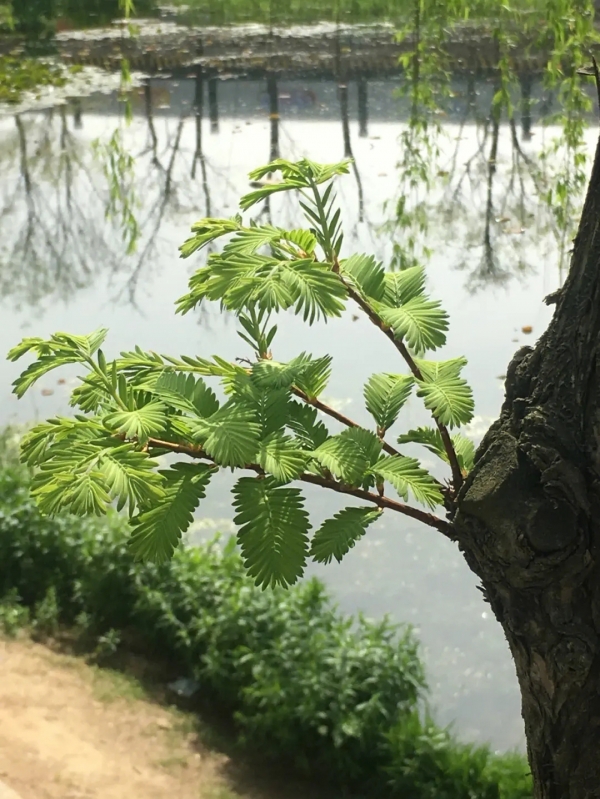 水杉