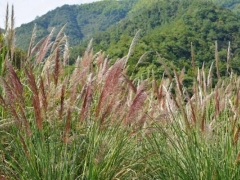 斑茅