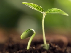 种子植物