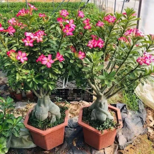沙漠玫瑰