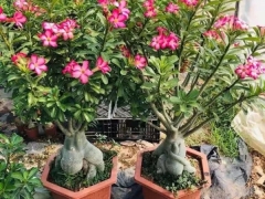 沙漠玫瑰
