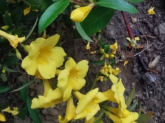 常绿钩吻藤