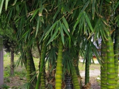 佛肚竹