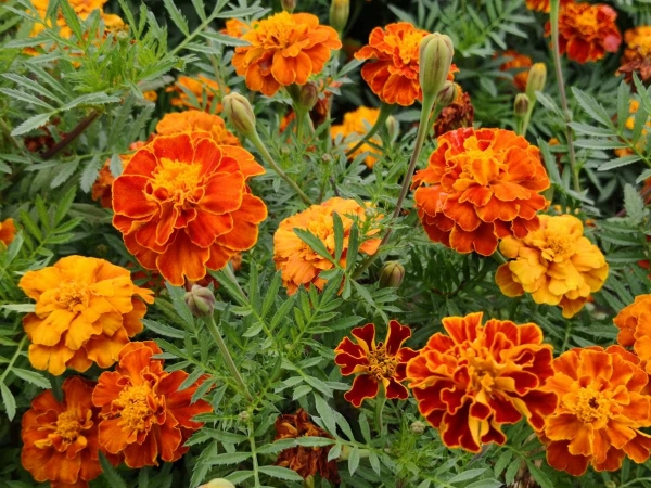 孔雀草、小万寿菊、红黄草、西番菊、臭菊花、缎子花