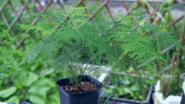 文竹、云竹、山草、鸡绒芝