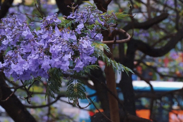 蓝花楹