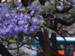 蓝花楹