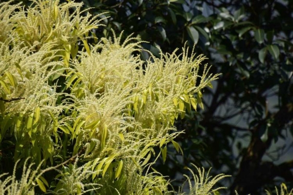 苦槠、槠栗、血槠、苦槠子等
