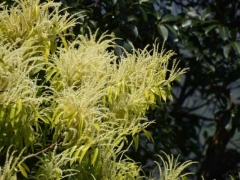 苦槠