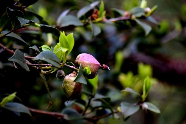 茶泡