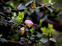 茶泡