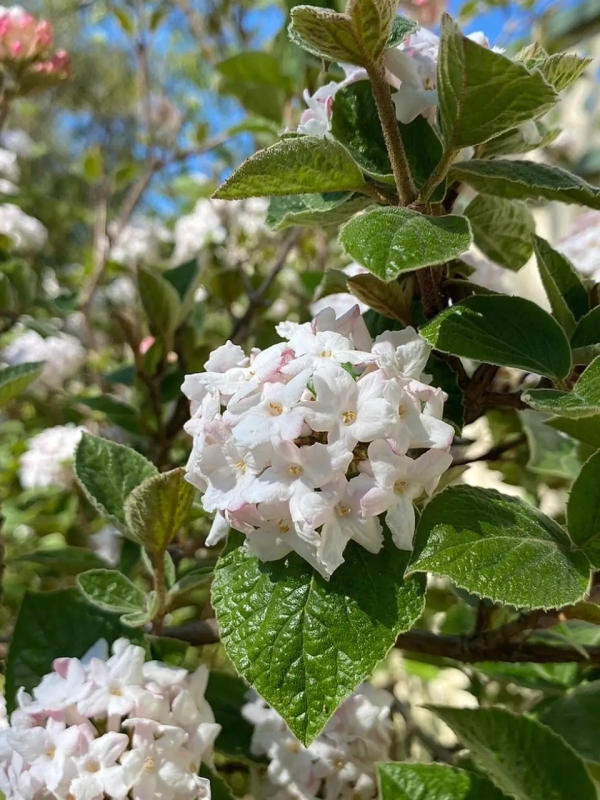 香荚蒾、探春、翘兰、丹春、丁香花、香探春、野绣球