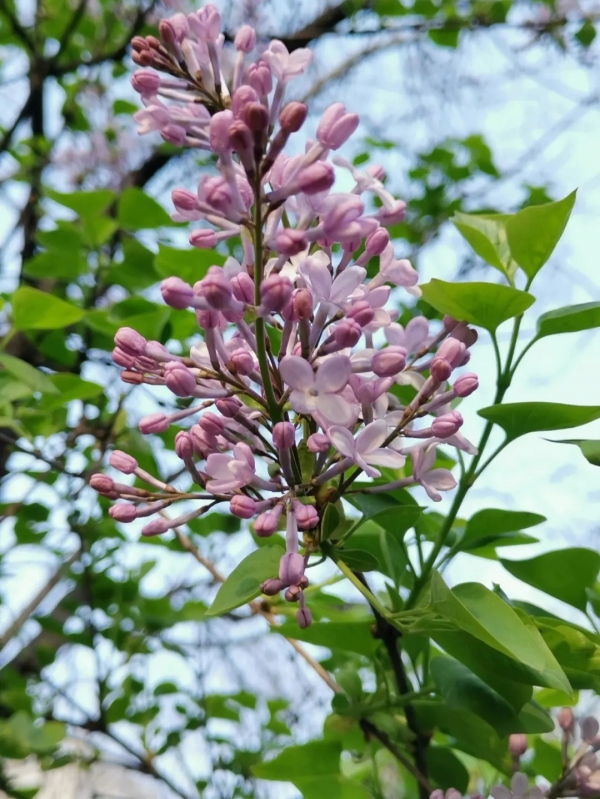 丁香栽培技术