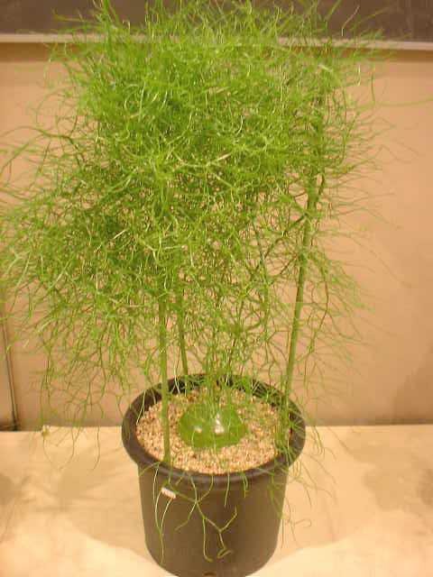 大苍角殿