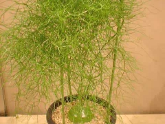 大苍角殿