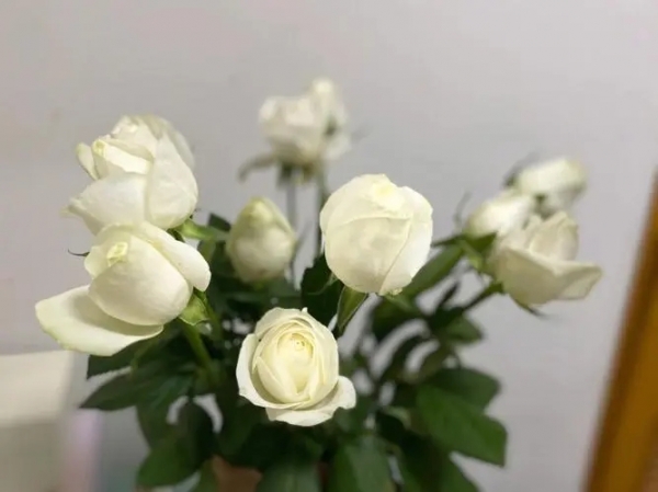 白玫瑰