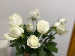 白玫瑰