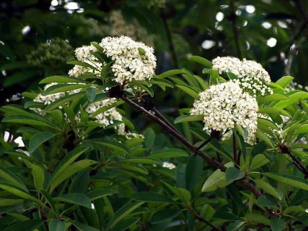 椤木石楠
