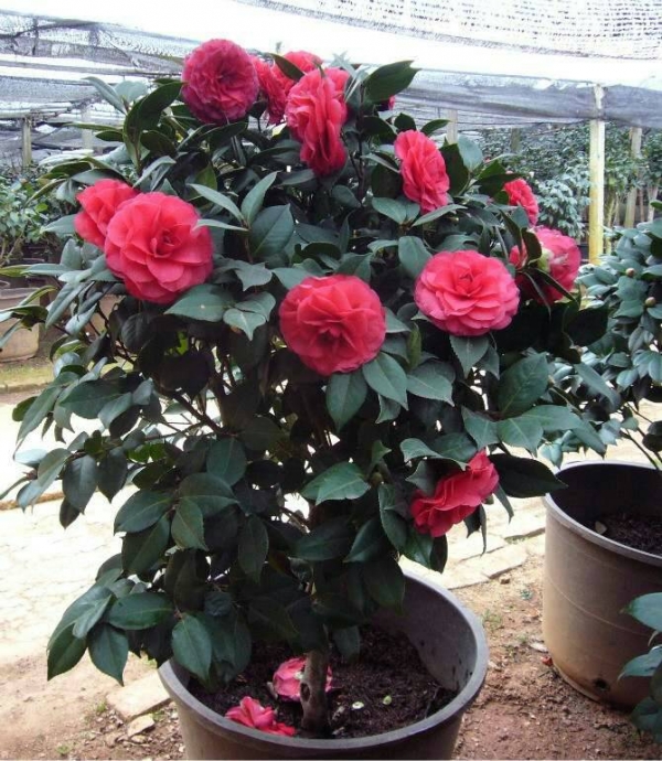 茶花、山茶花