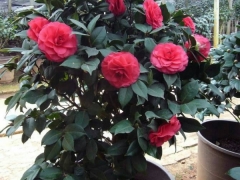 茶花