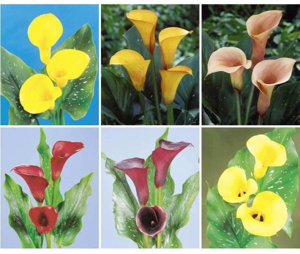 马蹄莲、慈姑花、水芋、野芋、慈菇花、海芋百合、花芋