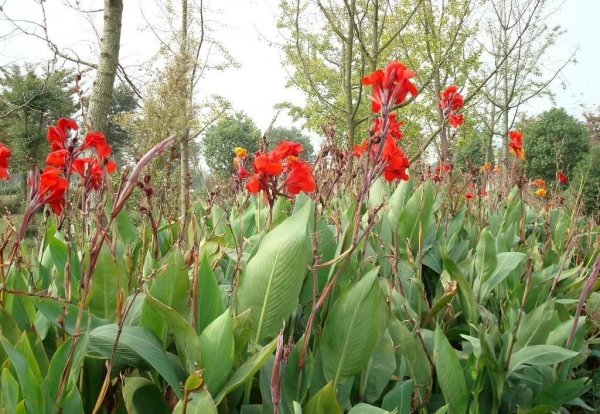 美人蕉、红艳蕉、小花美人蕉、小芭蕉