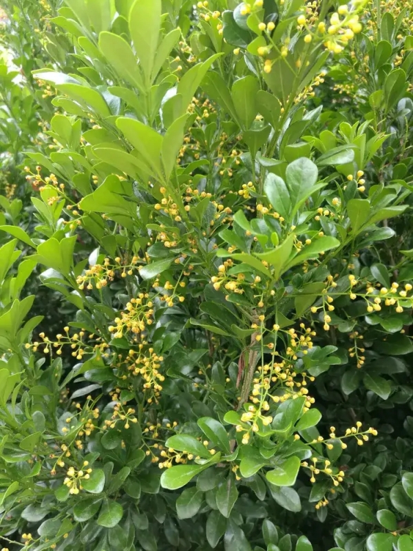 米仔兰、米兰、树兰、鱼仔兰